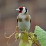 Goldfinch