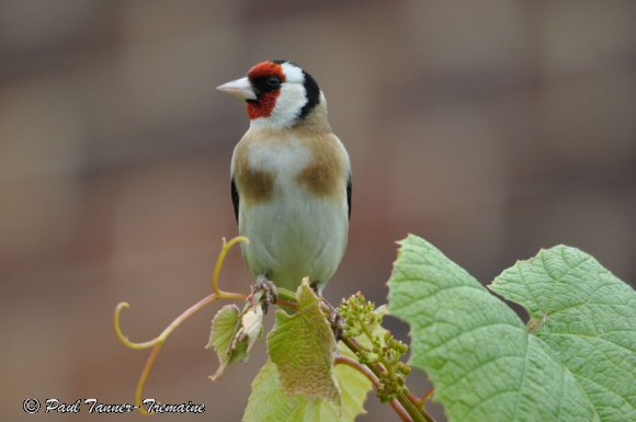 Goldfinch