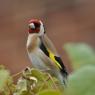 Goldfinch