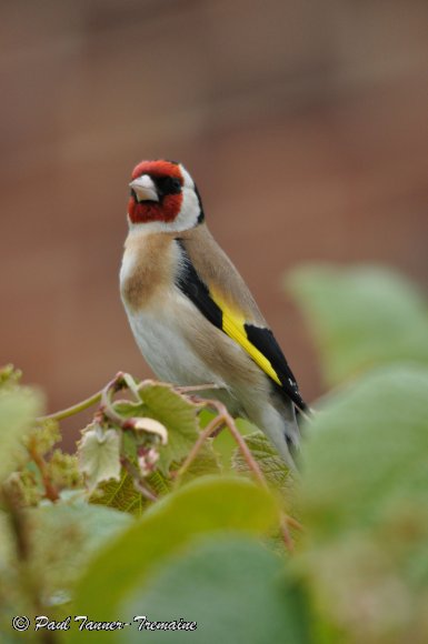 Goldfinch