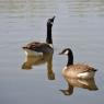 Canada Geese on water