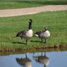 Canada Geese