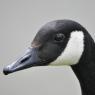 Canada Goose Head