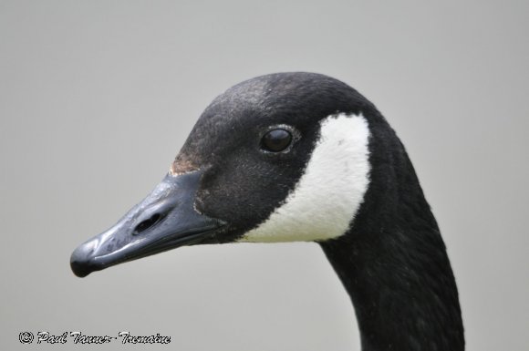 Canada Goose Head