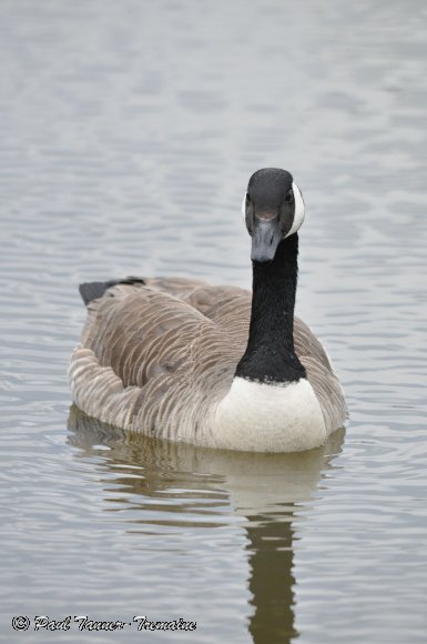 Canada Goose