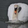 Water Birds