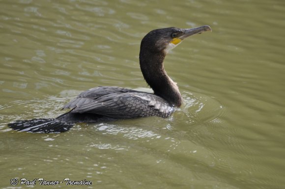 Comorant in the Water