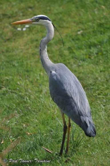 Grey Heron on grass