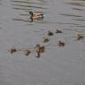 Mallard Duck family