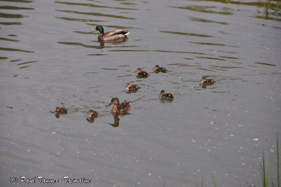 Mallard Duck family