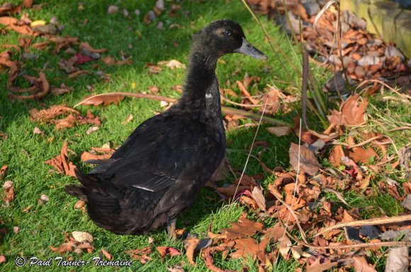 Mallard cross 2