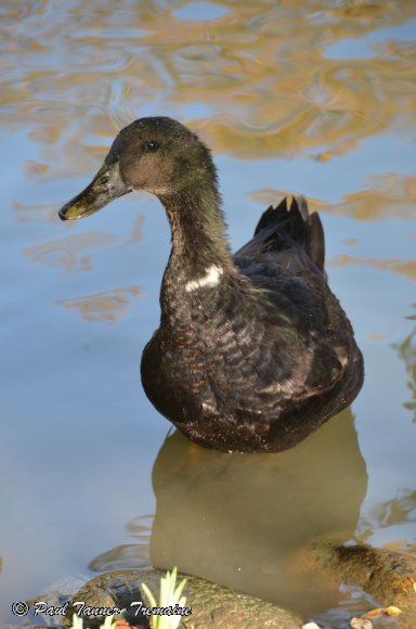 Mallard cross