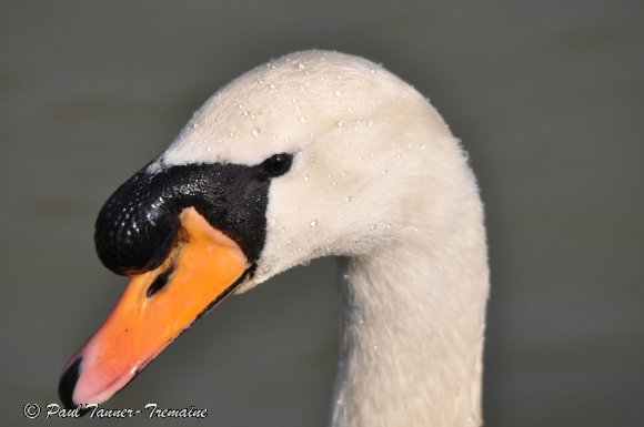 Swan Head 2