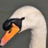 Water Birds