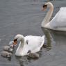 Swan family