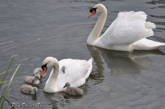 Swan family