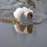 Swan in lake