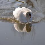 Water Birds