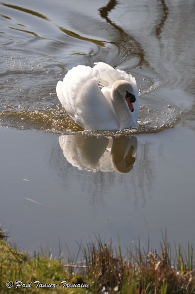 Swan in lake