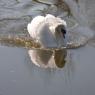 Water Birds