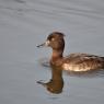 Tufted Duck female