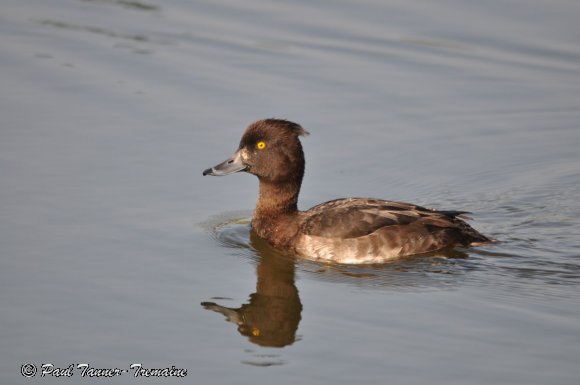 Tufted Duck female