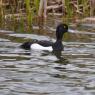 Tufted Duck male