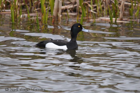 Tufted Duck male